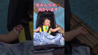 【奄美動画紹介】生後354日 奄美大島3日目 珊瑚寝てます😴