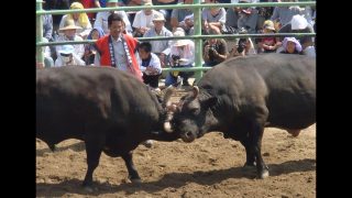 【シマ唄動画紹介】徳之島一切り節　盛浩司　奄美民謡　徳之島シマ唄