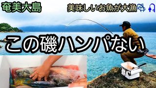 【奄美居酒屋動画紹介】グレ狙いで磯釣りに行ってきた🎣#フカセ釣り#居酒屋あしん