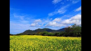 【シマ唄動画紹介】稲摺り節　徳久寿清　奄美民謡　徳之島シマ唄　amami【字幕】