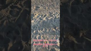 【沖縄居酒屋動画紹介】#shorts #tiktok #沖縄居酒屋てぃんがーら#香川テント村