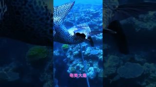 【シマ唄動画紹介】奄美大島の海　#紺碧の空 #島唄　#歌神　#イシダイ
