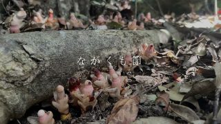 【シマ唄動画紹介】「ながくも節」奄美シマ唄　アレンジしてみました。
