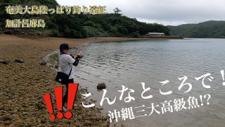 【奄美居酒屋動画紹介】こんな干上がった場所でまさかの魚⁉️居酒屋に持ち込みんだ判定は？w  #沖縄三大高級魚　#マクブ #ハージン #奄美大島 #釣り