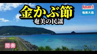 【シマ唄動画紹介】金かぶ節·奄美の民謡·三味線と唄·歌詞付·777曲目·オカリナハイビスOcarina Hibi‘s