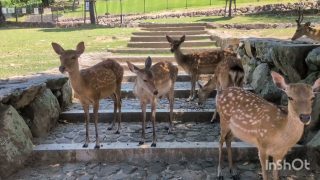 【シマ唄動画紹介】[若草山奈良公園]奄美島唄聴きながら…2025年7月12日(令和7年)