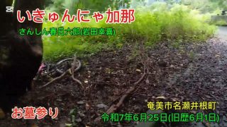 【シマ唄動画紹介】奄美市の高千穂神社の上にあるお墓参り島唄イキュンニャカナ節さんしんの音で山登り墓参り無事往復ありがとうございました！