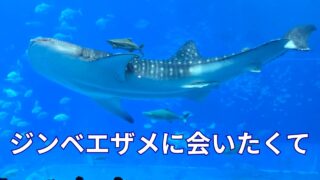 【沖縄居酒屋動画紹介】ハレクラニ沖縄ステイ｜水族館・古宇利島・沖縄民謡で締める大人旅