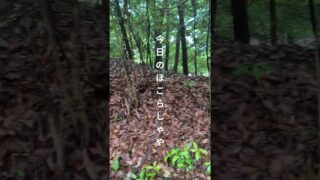 【シマ唄動画紹介】#シマ唄　#奄美大島　#よいすら節 　#うたってみた 　