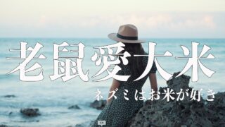 【シマ唄動画紹介】【老鼠愛大米：ネズミは米が好き】カバー曲　奄美大島 沖縄 シマ唄 島唄 オールディーズ