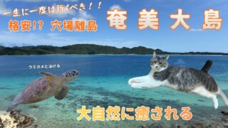 【奄美居酒屋動画紹介】【奄美大島3泊4日】格安!?穴場離島の奄美大島で、アクティビティとグルメ、黒糖焼酎を満喫旅！