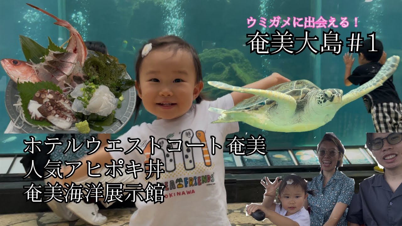 【奄美居酒屋動画紹介】【子連れ旅行】ウミガメに餌やり！？キッズスペースがある居酒屋が神すぎた✨ホテルウエストコート奄美｜奄美大島旅行vlog